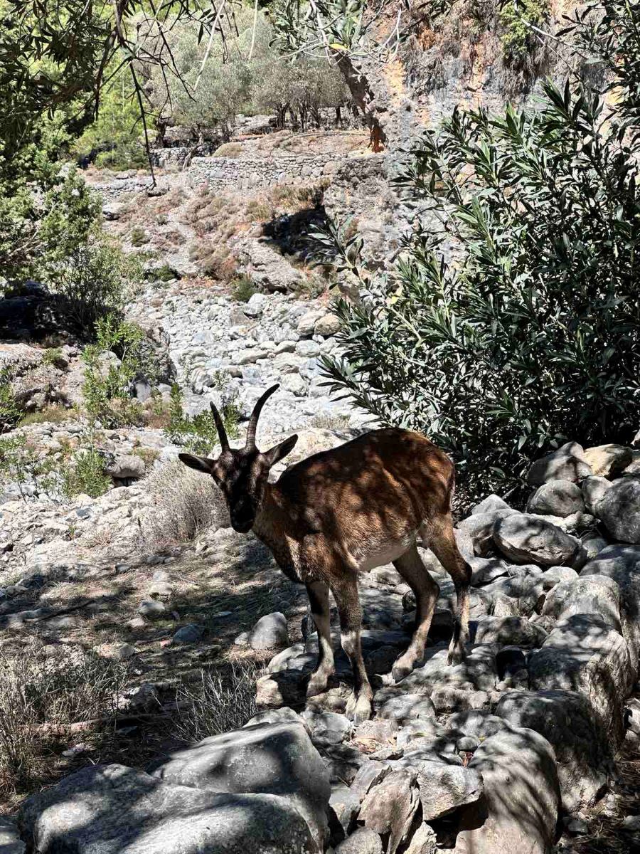 ΦΑΡΑΓΓΙ ΣΑΜΑΡΙΑΣ 2024  27-29/9/24